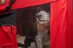 Folding Deluxe 360 Vista View House Pet Crate - X-Small