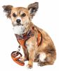 Pet Life Luxe 'Pawsh' 2-In-1 Mesh Reversed Adjustable Dog Harness-Leash W/ Fashion Bowtie - Large
