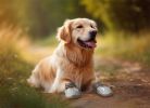 Pet dog walking shoes mesh breathable dog shoes - Grey - Size3-4.5cm